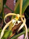 Epidendrum ciliare, aka Coilostylis ciliaris, close up photo of orchid species flower with a fringed flower lip, Vallarta Botanical Gardens, Cabo Corrientes, Jalisco, Mexico