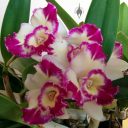 Laeliocattleya Nice Holiday 'Suntopia' HCC/AOS, Cattleya orchid hybrid, purple white and yellow flowers with fringed lip, grown indoors in Pacifica, California