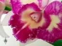 Laeliocattleya Nice Holiday 'Suntopia' HCC/AOS, Cattleya orchid hybrid, close up of fringed lip of purple and white flower, grown indoors in Pacifica, California