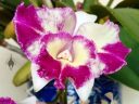 Laeliocattleya Nice Holiday 'Suntopia' HCC/AOS, Cattleya orchid hybrid, purple white and yellow flower with fringed lip, grown indoors in Pacifica, California