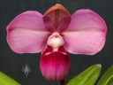 Phragmipedium kovachii, orchid species, Lady Slipper flower, Pacific Orchid Expo 2016, San Francisco, California