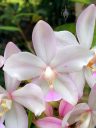 Spathoglottis, Philipine Ground Orchid, orchid flowers, Vallarta Botanical Gardens, Cabo Corrientes, Jalisco, Mexico
