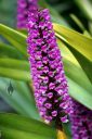 Arpophyllum giganteum, Hyacinth Orchid, orchid species with purple flowers, grown outdoors in Pacifica, California