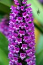 Arpophyllum giganteum, Hyacinth Orchid, orchid species with purple flowers, grown outdoors in Pacifica, California