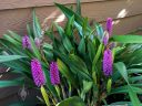 Arpophyllum giganteum, Hyacinth Orchid, orchid species with purple flowers, leaves and flowers, grown outdoors in Pacifica, California