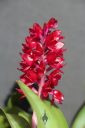 Arpophyllum giganteum subspecies alpinum, Hyacinth Orchid, orchid species with crimson flowers, grown outdoors in Pacifica, California