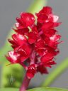 Arpophyllum giganteum subspecies alpinum, Hyacinth Orchid, orchid species with crimson flowers, grown outdoors in Pacifica, California