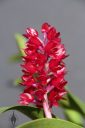 Arpophyllum giganteum subspecies alpinum, Hyacinth Orchid, orchid species with crimson flowers, grown outdoors in Pacifica, California 