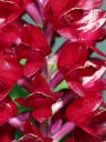Arpophyllum giganteum subspecies alpinum, Hyacinth Orchid, orchid species, close up of crimson flowers, grown outdoors in Pacifica, California