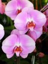 Phalaenopsis Kingcar Bonnie Girls 