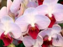Phalaenopsis Little Pink Gem, Moth Orchid hybrid, Pacific Orchid Expo 2015, San Francisco, California