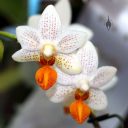 Phalaenopsis Mini Mark 'Holm', Moth Orchid hybrid, Pacific Orchid Expo 2013, San Francisco, California