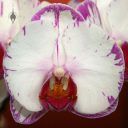 Phalaenopsis orchid, Harlequin Phal hybrid, Moth Orchid, Pacific Orchid Expo 2009, San Francisco, California