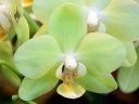 Phalaenopsis Taida Lime, Moth Orchid hybrid, Pacific Orchid Expo 2015, San Francisco, California