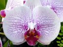 Phalaenopsis orchid, Harlequin Phal hybrid, Moth Orchid, Pacific Orchid Expo 2011, San Francisco, California