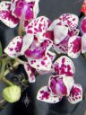 Phalaenopsis hybrid, Moth Orchid, peloric flowers, Pacific Orchid Expo 2014, San Francisco, California