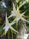 Darwin's Orchid, Comet Orchid, Angraecum sesquipedale, orchid species with white flowers, McBryde Garden, Koloa, Kauai, Hawaii, National Tropical Botanical Garden