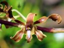 Antelope Dendrobium orchid flower, McBryde Garden, Koloa, Kauai, Hawaii, National Tropical Botanical Garden