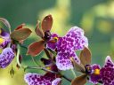 Caucaea olivacea, orchid species flowers, Pacific Orchid Expo 2016, San Francisco, California