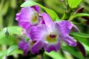 Dendrobium Super Star x moniliforme, DenPhal orchid hybrid, McBryde Garden, Koloa, Kauai, Hawaii, National Tropical Botanical Garden