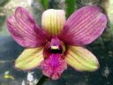 Dendrobium flower, DenPhal orchid hybrid, McBryde Garden, Koloa, Kauai, Hawaii, National Tropical Botanical Garden