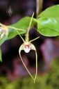 Dendrobium tetragonum, orchid species flower, Pacific Orchid Expo 2016, San Francisco, California
