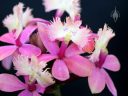 Epidendrum flowers, orchid hybrid, Pacific Orchid Expo 2016, San Francisco, California