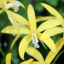 Laelia Gold Star, orchid hybrid flower, Pacific Orchid Expo 2016, San Francisco, California