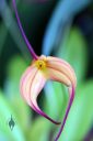 Masdevallia flower, Pacific Orchid Expo 2016, San Francisco, California