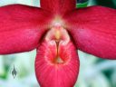 Phragmipedium Jason Fischer, close up of a Lady Slipper orchid hybrid flower, Pacific Orchid Expo 2016, San Francisco, California