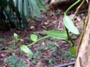 Vanilla planifolia, orchid species vine and leaves, McBryde Garden, Koloa, Kauai, Hawaii, National Tropical Botanical Garden