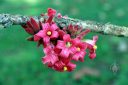 Brachychiton bidwillii, little kurrajong, flowering tree from Australia, McBryde Garden, Koloa, Kauai, Hawaii, National Tropical Botanical Garden