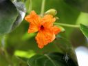 Cordia subcordata, kou, native Hawaiian plant species, McBryde Garden, Koloa, Kauai, Hawaii, National Tropical Botanical Garden