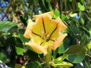 Cup of Gold flower, Solandra maxima, McBryde Garden, Koloa, Kauai, Hawaii, National Tropical Botanical Garden