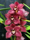 Cymbidium Clarisse Austin 'Highland Red', orchid hybrid flowers, Pacific Orchid and Garden Exposition 2017, Hall of Flowers, Golden Gate Park, San Francisco, California