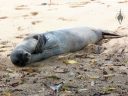 Hawaiian monk seal, Neomonachus schauinslandi, 'Ilio-holo-i-ka-uaua, endangered species, sleeping on Lawai Beach in Koloa, Kauai, Hawaii