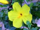 Hibiscus brackenridgei, Ma'o hau hele, state flower of Hawaii, endangered Hawaiian native plant species, McBryde Garden, Koloa, Kauai, Hawaii, National Tropical Botanical Garden