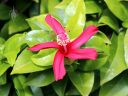 Hibiscus clayi, koki'o 'ula, endangered Hawaiian native plant species, McBryde Garden, Koloa, Kauai, Hawaii, National Tropical Botanical Garden