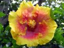Hibiscus flower, McBryde Garden, Koloa, Kauai, Hawaii, National Tropical Botanical Garden