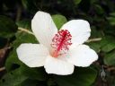 Hibiscus waimeae subspecies waimeae, Koki'o ke'oke'o, endangered Hawaiian native plant species, McBryde Garden, Koloa, Kauai, Hawaii, National Tropical Botanical Garden