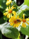 Lipochaeta connata subspecies acris, rare native Hawaiian species, Nehe, yellow flowers with bee, McBryde Garden, Koloa, Kauai, Hawaii, National Tropical Botanical Garden