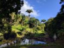 Tropical trees near Lawa'i Stream, McBryde Garden, Koloa, Kauai, Hawaii, National Tropical Botanical Garden