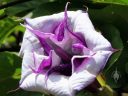 Purple and white flower, McBryde Garden, Koloa, Kauai, Hawaii, National Tropical Botanical Garden