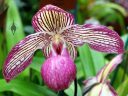 Paphiopedilum Gloria Naugle, Lady Slipper orchid hybrid flower, Pacific Orchid and Garden Exposition 2017, Hall of Flowers, Golden Gate Park, San Francisco, California