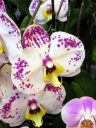 Phalaenopsis hybrid flowers, Moth Orchids, Phal orchids, Pacific Orchid and Garden Exposition 2017, Hall of Flowers, Golden Gate Park, San Francisco, California