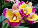 Potinara Dick Smith 'Paradise', Cattleya orchid hybrid flowers, Pacific Orchid and Garden Exposition 2017, Hall of Flowers, Golden Gate Park, San Francisco, California
