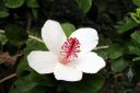 White hibiscus flower, McBryde Garden, Koloa, Kauai, Hawaii, National Tropical Botanical Garden