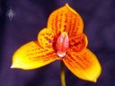 Bulbophyllum pardalotum, miniature orchid species flower, grown indoors in San Francisco, California