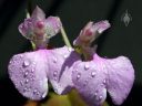 Comparettia macroplectron, orchid species flowers with water drops, grown indoors in San Francisco, California
