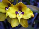 Cyrtochilum macranthum, aka Oncidium macranthum, orchid species flowers, grown outdoors in San Francisco, California